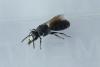 Hylaeus sp.
